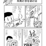 お子様歓喜!捕まえたセミをぐったりさせない方法!