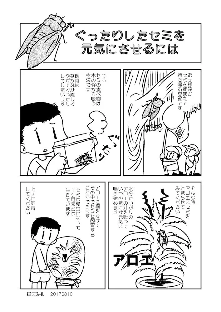 お子様歓喜！捕まえたセミをぐったりさせない方法！