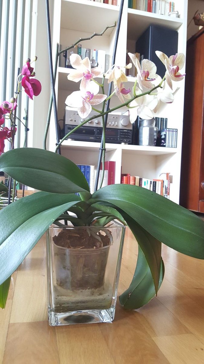 padronedelmondo's tweet photo. #Countdown -1259 #EraTrump proprio come #NeroWolf mi sono data alla coltivazione delle orchidee non selvagge @Badiardenga1 @TimbuktuMag https://t.co/C9cYUTWG9t