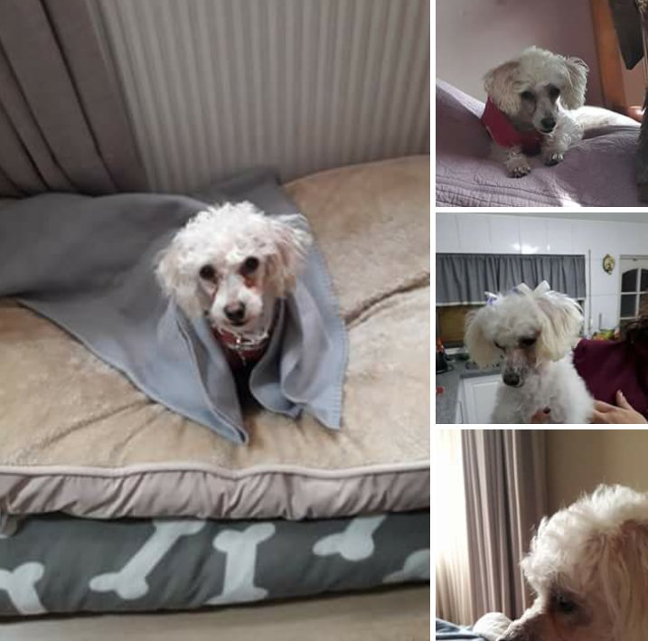 Pitu en adopcion mas info al was +56993796685