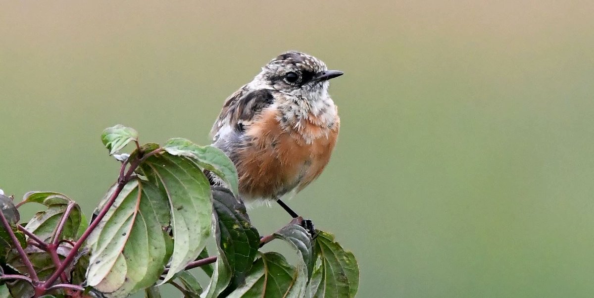 JonletR's tweet photo. 📷 🌧️ Cet après-midi, le #Tarier pâtre. #Stonechat https://t.co/WE9oAY651b