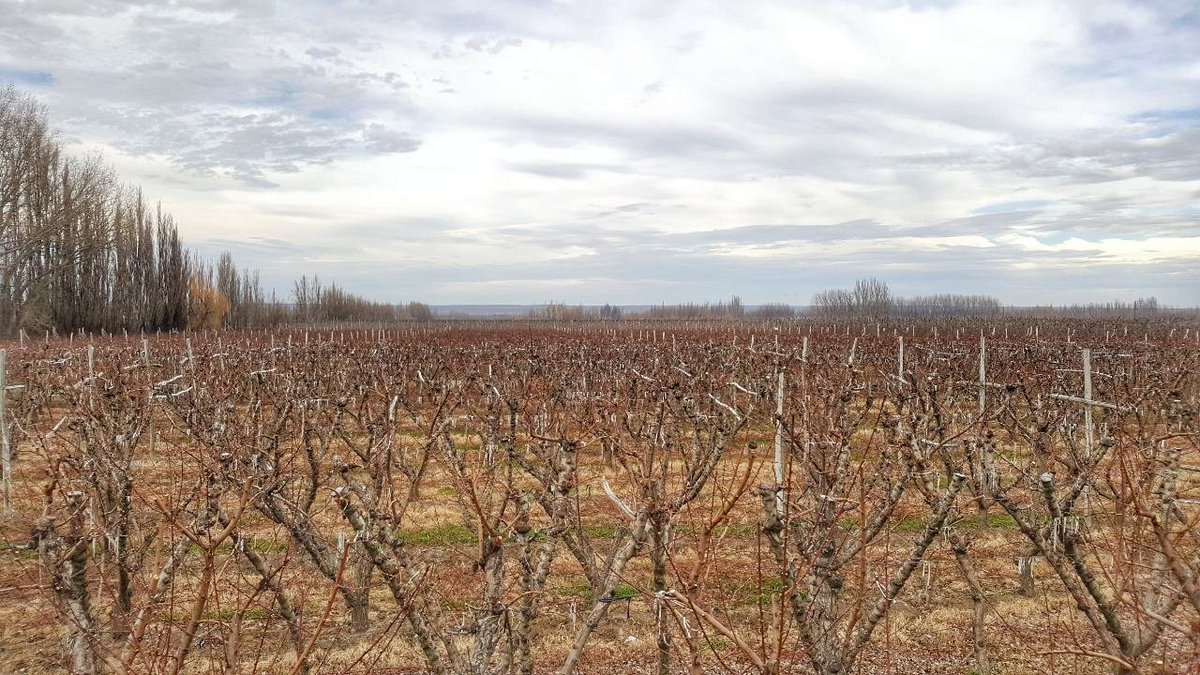 #BuenJueves Te mostramos el antes y después del proceso de poda en las chacras de #RioNegro para tener #manzanas saludables y de calidad!