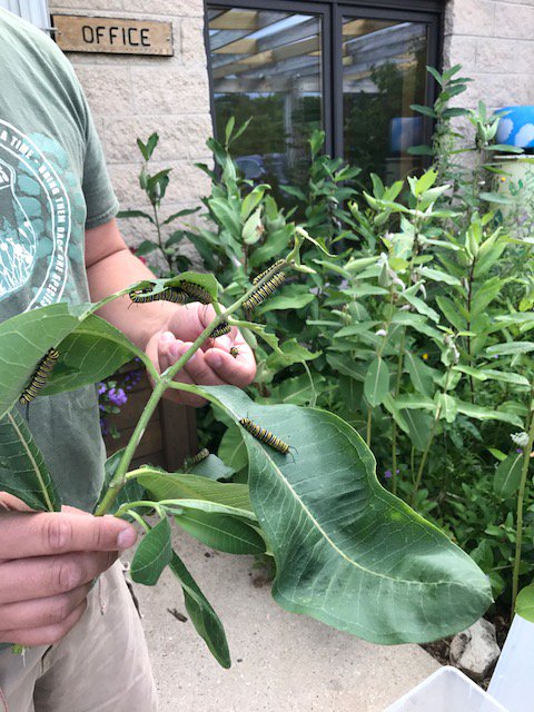 MequonNature's tweet photo. Sharing the 🦋 love: Thank you, Patti from @SchlitzAudubon for bringing "extra" #Monarch #caterpillars to feast on the milkweed at MNP! https://t.co/LaBZymRpA2