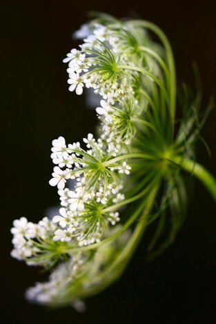 えぬ ㅅ Jkの持ってるお花 ダウクス カロタっていうお花で 花言葉は 幼い夢 12月4日の誕生花 ジンくんの 誕生花 えぬ ㅅ Jkの持ってるお花 ダウクス カロタっていうお花で 花言葉は 幼い夢 12月4日の誕生花 ジンくんの 誕生花