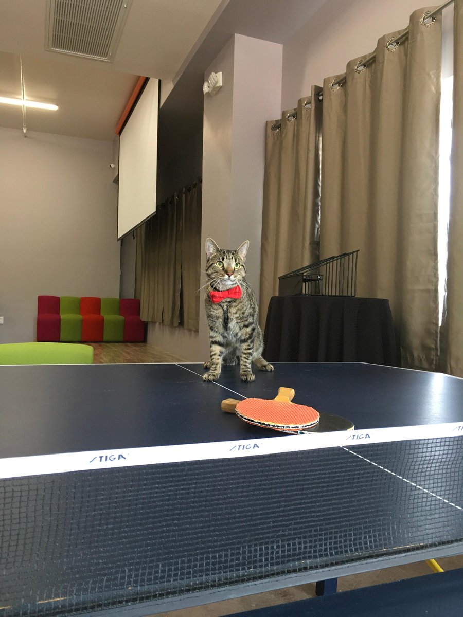 techwildcatters's tweet photo. "Serve or get served. It is that simple." #TheRealTechWildCatter #sassy #pingpong https://t.co/Y6cVOVxfX6