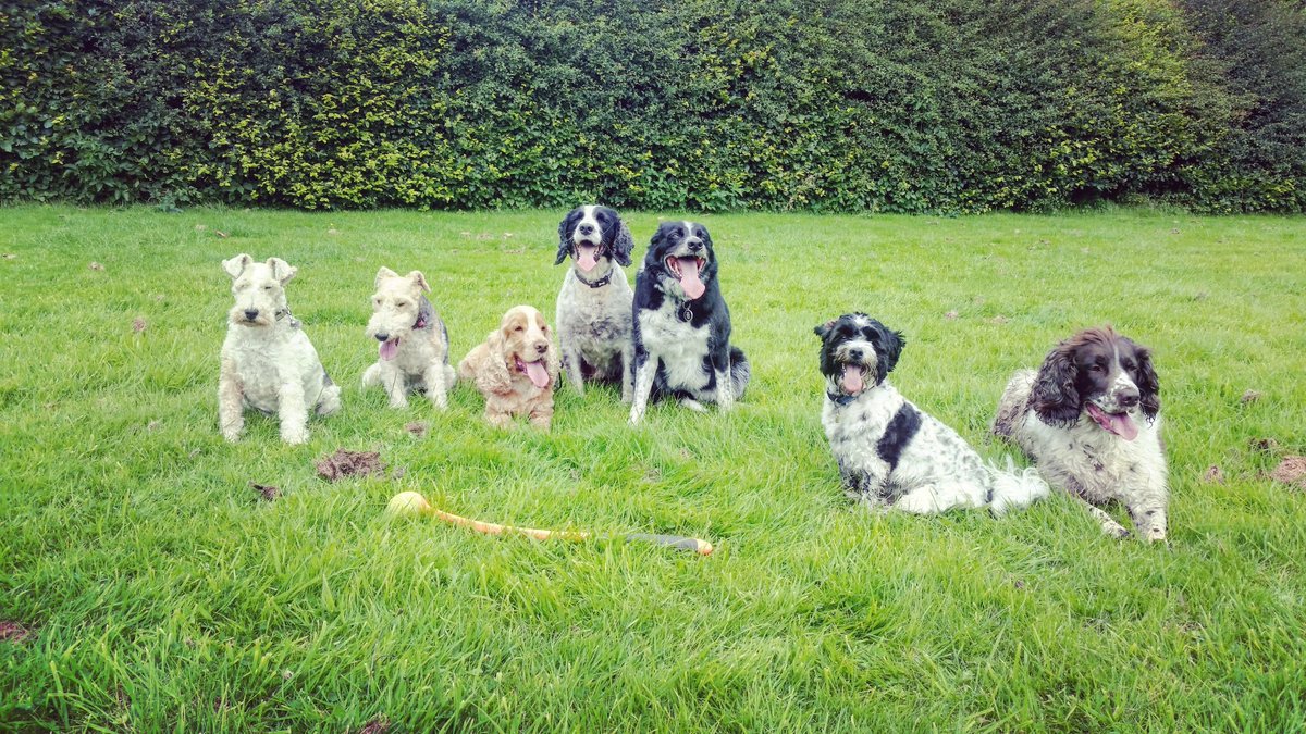walkurdog1's tweet photo. #dog #puppy #instagood  #pet #photooftheday #instagramdogs #dogoftheday #adorable #doglover #mansbestfriend #adventuresofadogwalker https://t.co/rfG0TXLqYX