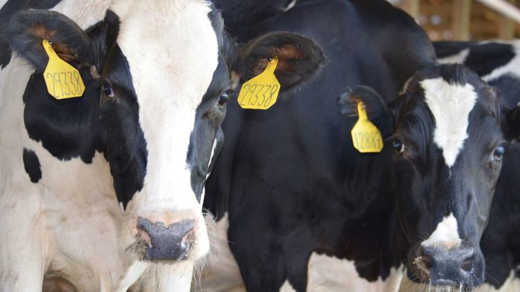 Chicago's AMP Americas gets $47 million to turn cow manure into natural gas. fw.to/wKxXaYJ (via @ChicagoBlueSky)
