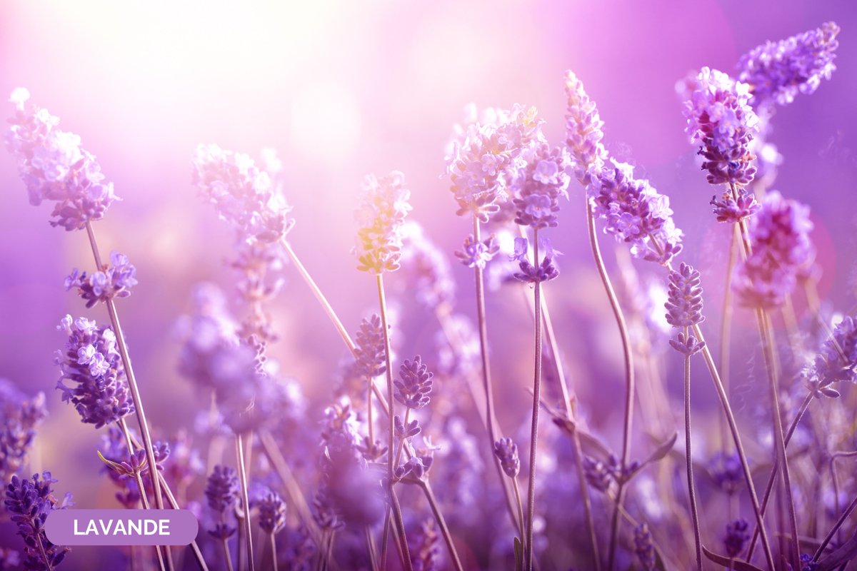 Fleur au violet incomparable, saviez-vous que la Lavande possède une action calmante générale, réduisant notamment les troubles sanguins ?
