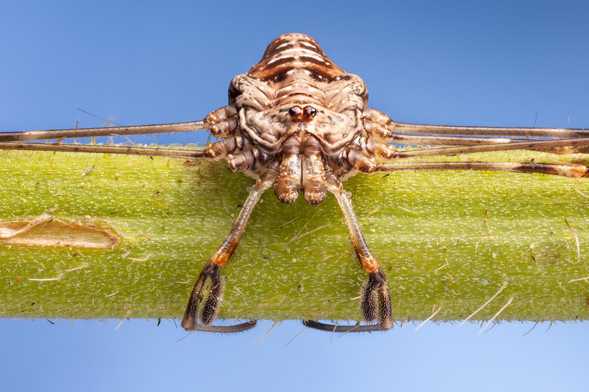northshots's tweet photo. Join us for our Macro Masterclass. Take home skills to make your garden an infinte feast of photographic potential! https://t.co/6TlAqvNsJY https://t.co/Ea4t0h9VTa