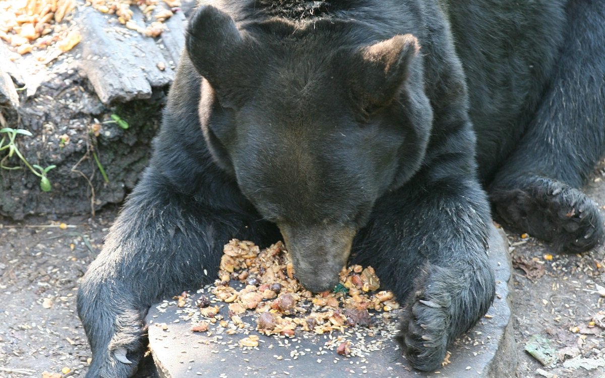 I bet this is the Wisconsin Bear Hunters Association's favorite holiday for their "sport" #NationalLazyDay  #banhounding #banbaiting