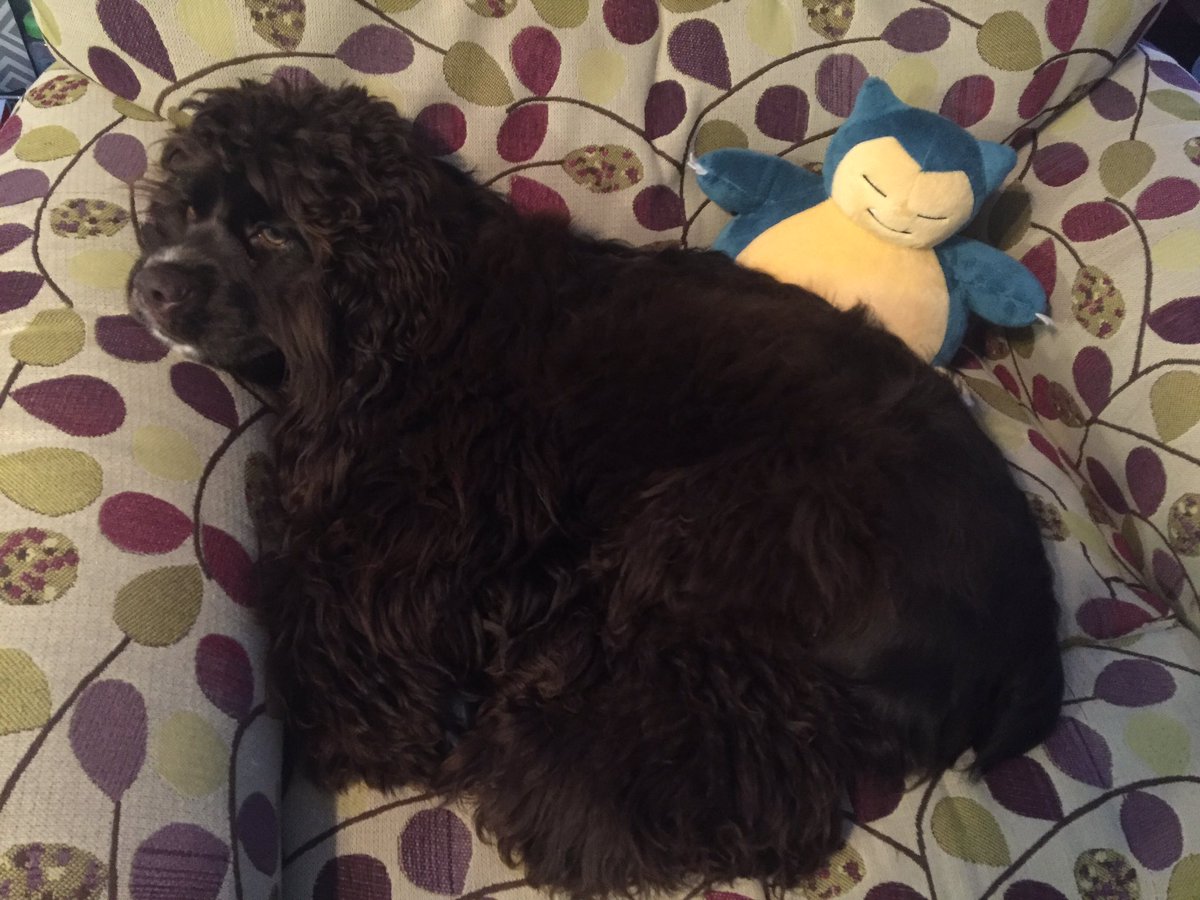 wrinkle05's tweet image. I don't know who's more lazy - Hazel or Snorlax. They make good napping buddies!  @Pokemon @ZachAttack17926 @TheLillipupLife