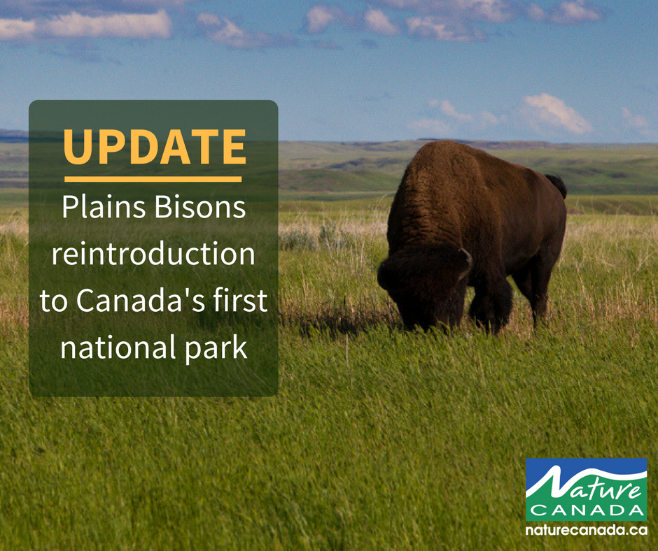NatureCanada's tweet photo. Read the latest update on the wild bison that were reintroduced to Banff National Park in February! https://t.co/LnCwJII7j0 https://t.co/RhVxI5XkXc