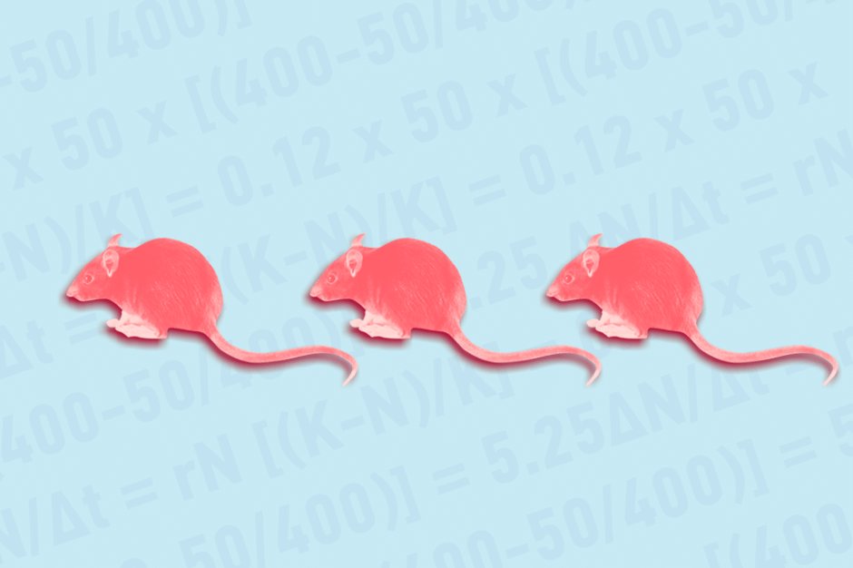 CityLab's tweet image. Will cities ever outsmart rats? trib.al/mV4D5Km