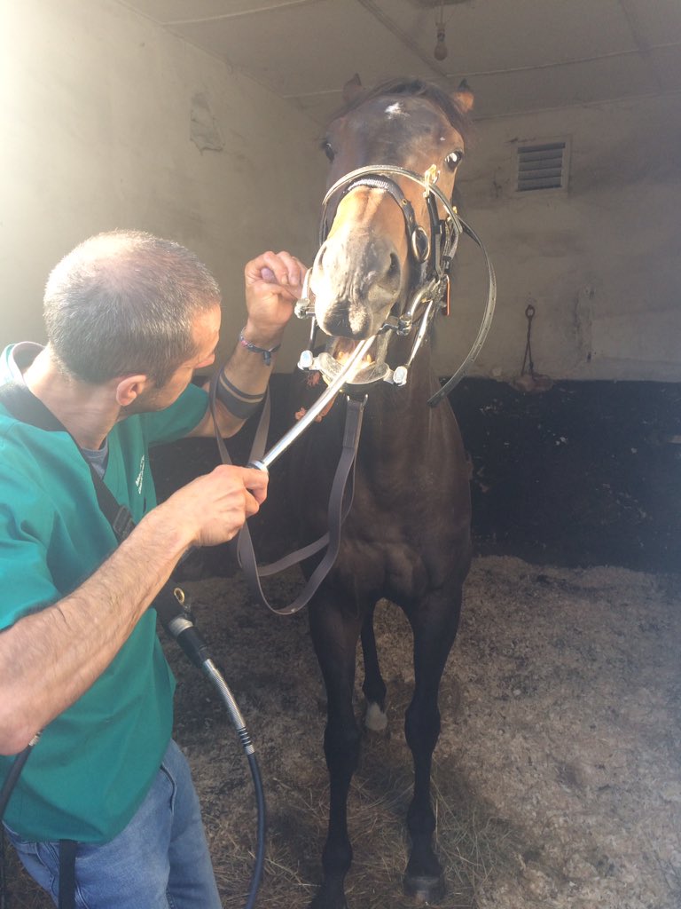 Most people don't like the #dentist but the horses seem to love it!