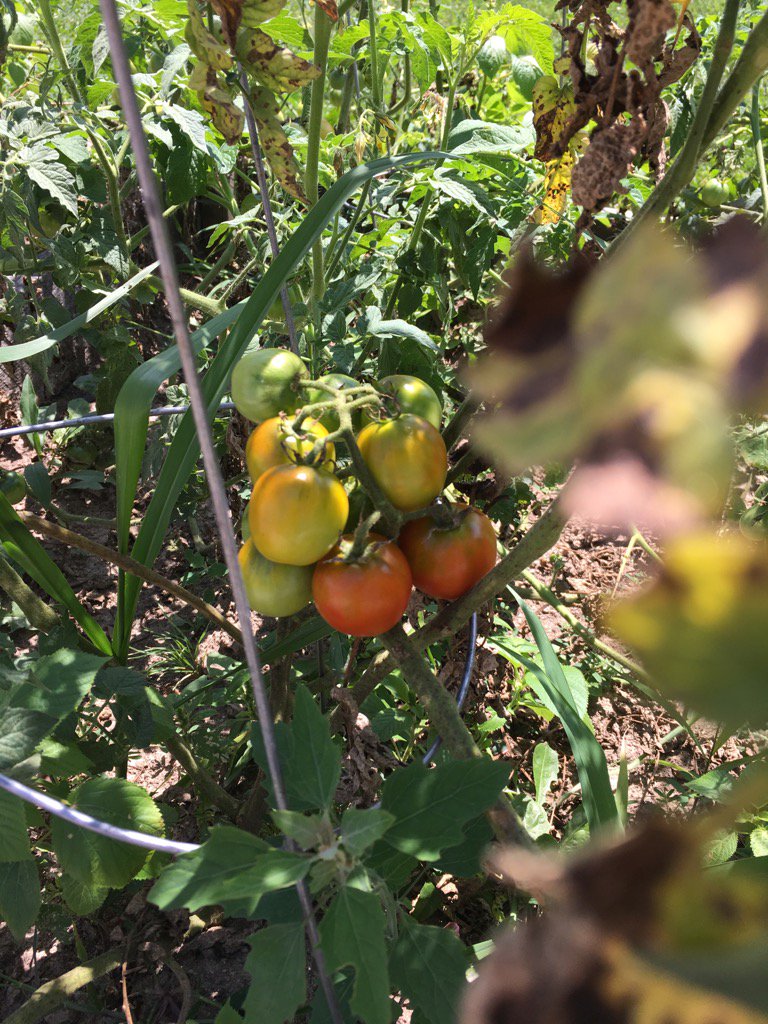 tunnyJCD's tweet photo. Many things growing in the garden https://t.co/qjDmfsl3mD
