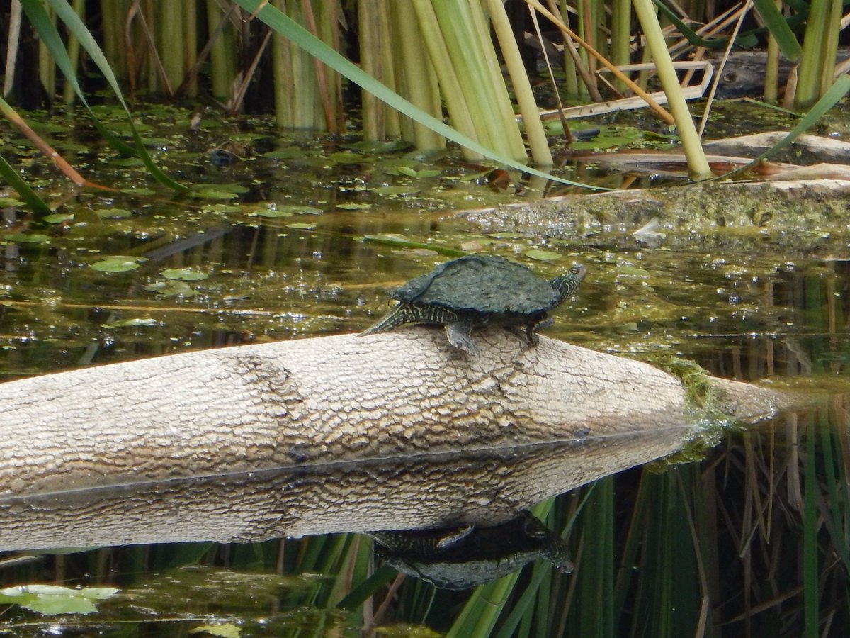 TRCA_Monitoring's tweet photo. One of the first records of a map turtle in over a decade along the lakeshore in the east end of Toronto and region. https://t.co/ishihraVSk