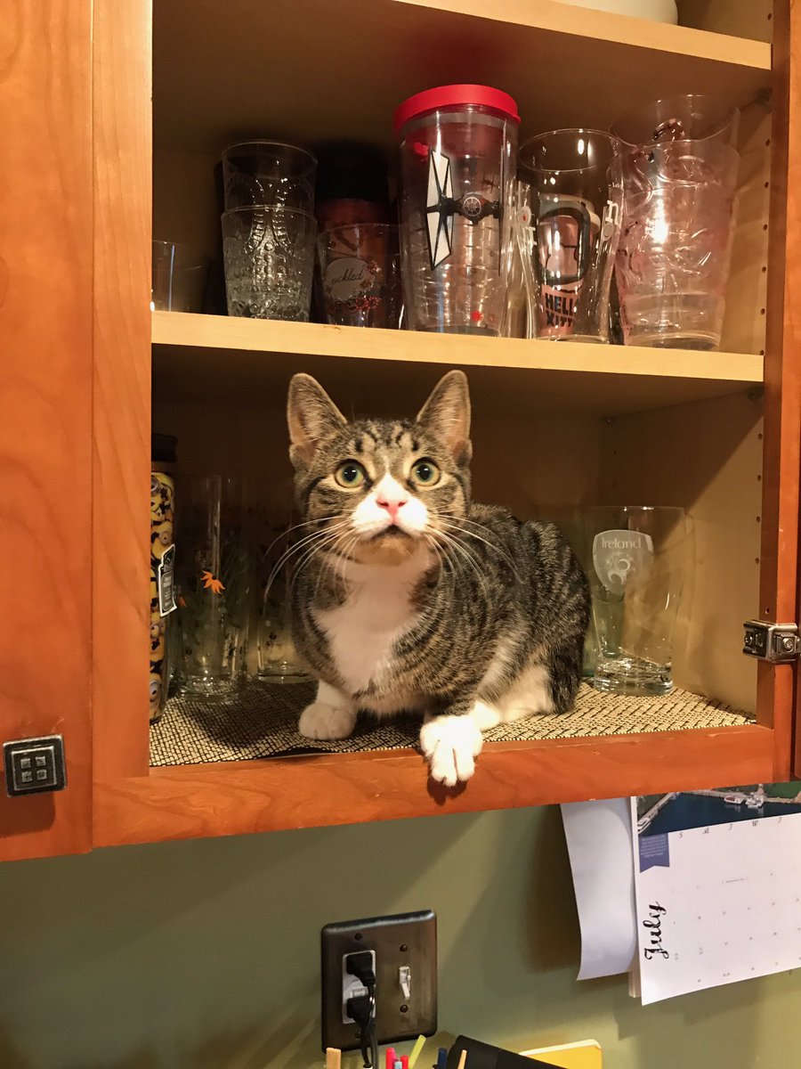 stevethe_cat's tweet photo. I'm a good helper - #CatsOfTwiiter #rescue #wonderkitty https://t.co/w41QJIEWSY