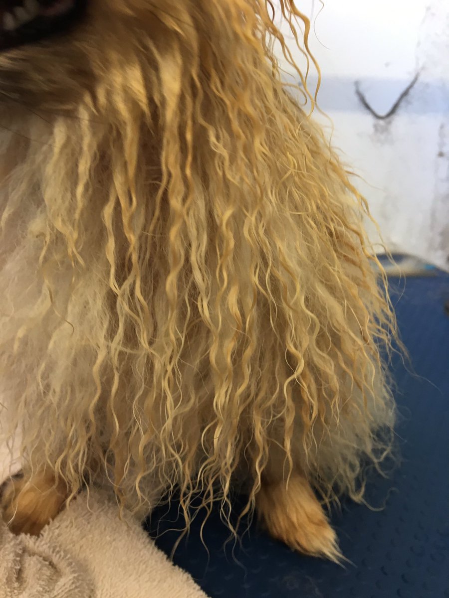 totonichol's tweet photo. My dog has perfect little natural crinkles https://t.co/A2hDCVHwU5
