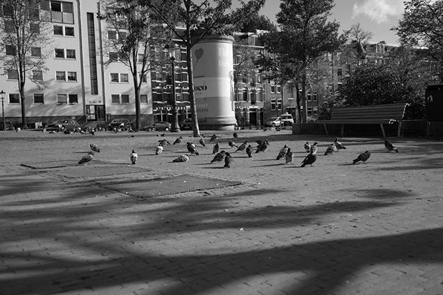 Sam_And_Ted's tweet image. Pigeons on strike #grouptogether #group #many #streetphotography #monochrome #outdoors #noperson #city #recreation #horizontalplane #a7ii #s