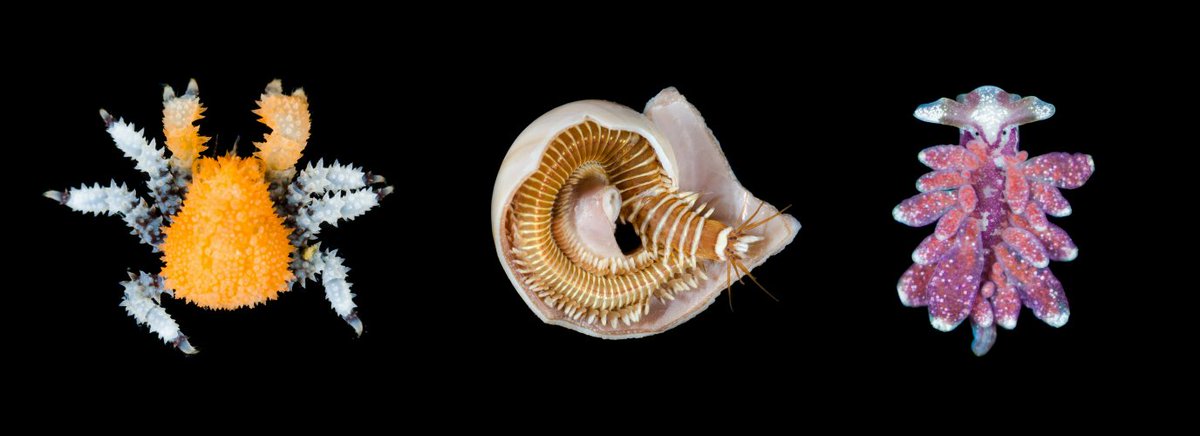 John Slapcinsky tweet media