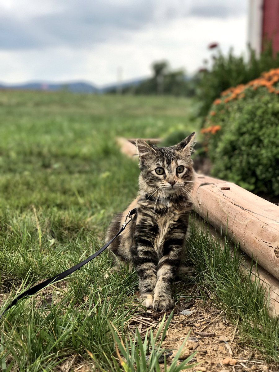 Sarabearaaaa's tweet photo. #NormalizeCatWalking https://t.co/hLvijV082E