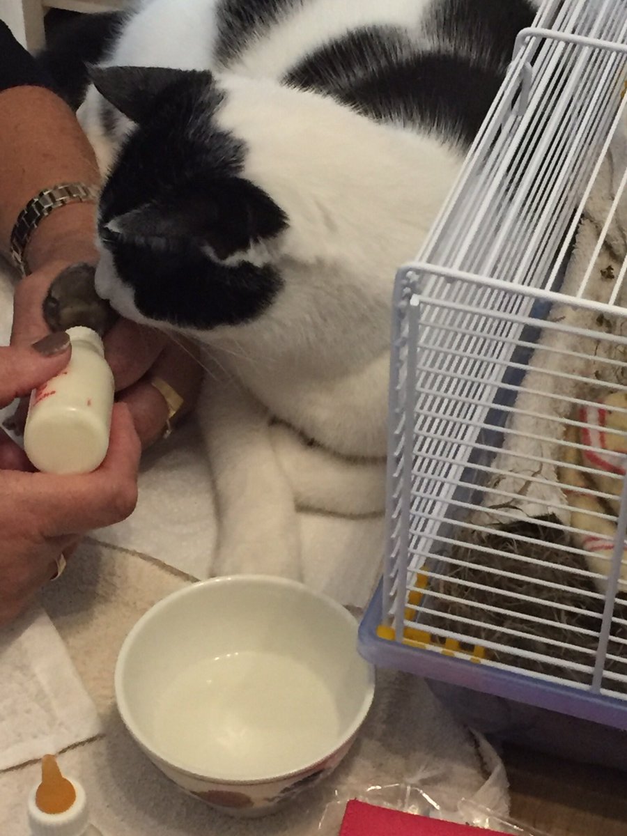 Onze kater komt even kijken bij het voeden van onze kleine konijntjes