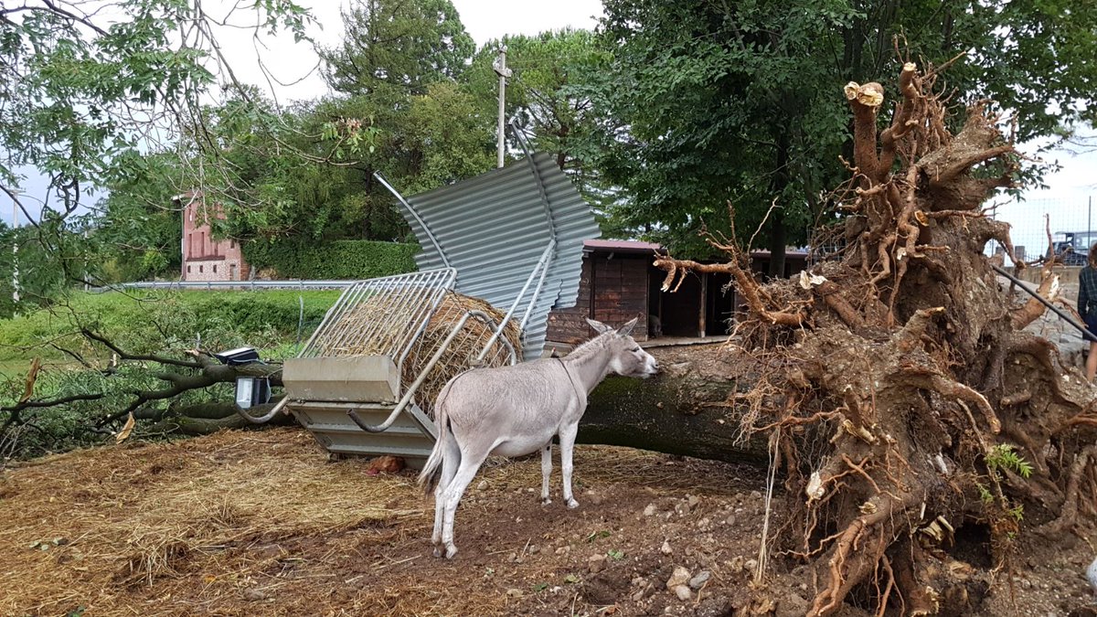 #maltempo: 100 mila utenze senza luce in #Fvg. Danni in tutto il Friuli, raffiche anche a 122 km/h