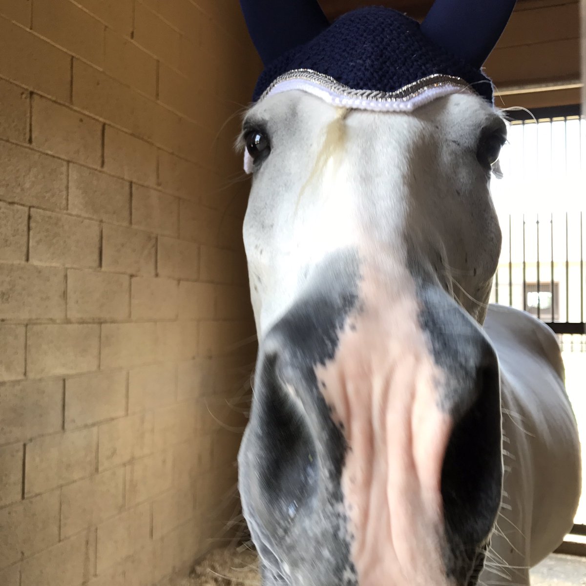 kinleybrady_'s tweet photo. "Look how handsome I am in my new bonnet" @BraidsnBonnets https://t.co/MB5O75m72O