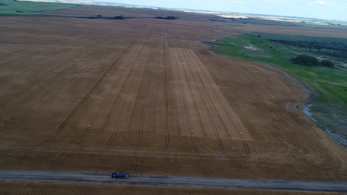 Even on a very dry year it is interesting to see the visual difference in lentil treatments, note buffers between