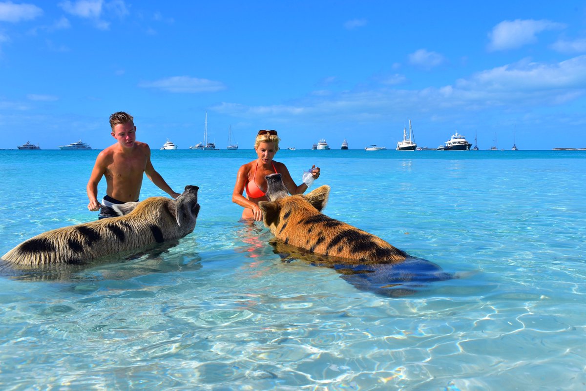 Boat4aday's tweet photo. Hoggy paddle! #Boat4ADay #CharterYacht #YachtLife https://t.co/ITAeiVFuPT