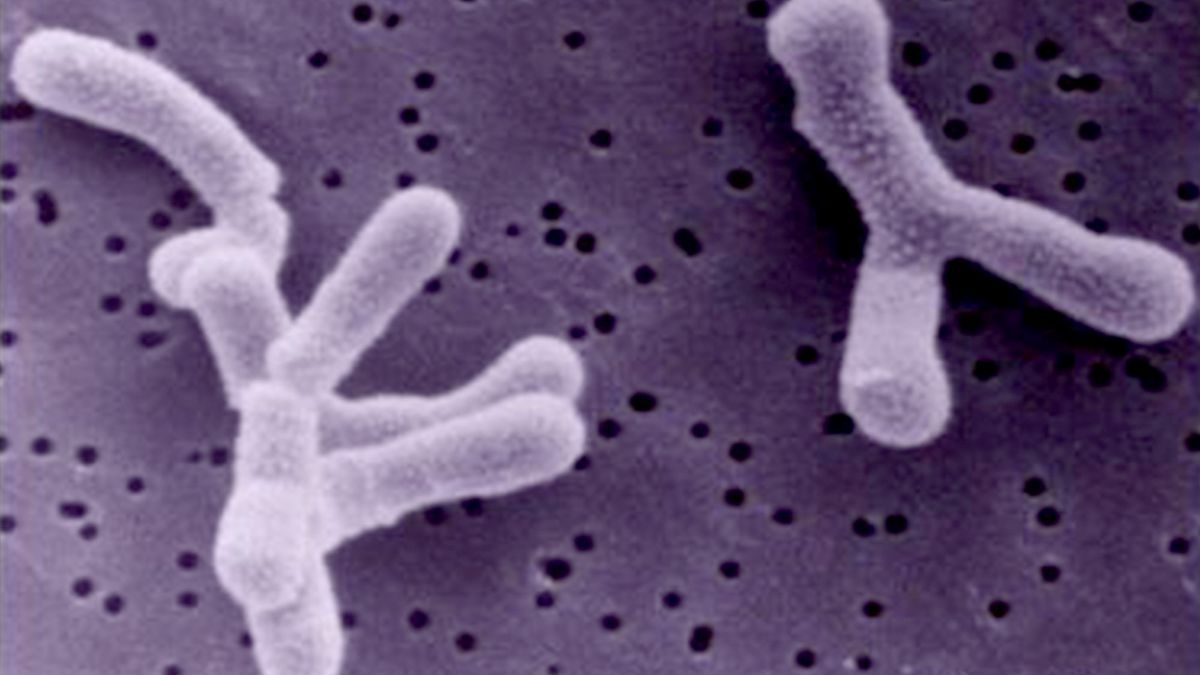 TheOnion's tweet image. Study: American Intestinal Bacteria Most Obese In World trib.al/ZzIxNo7