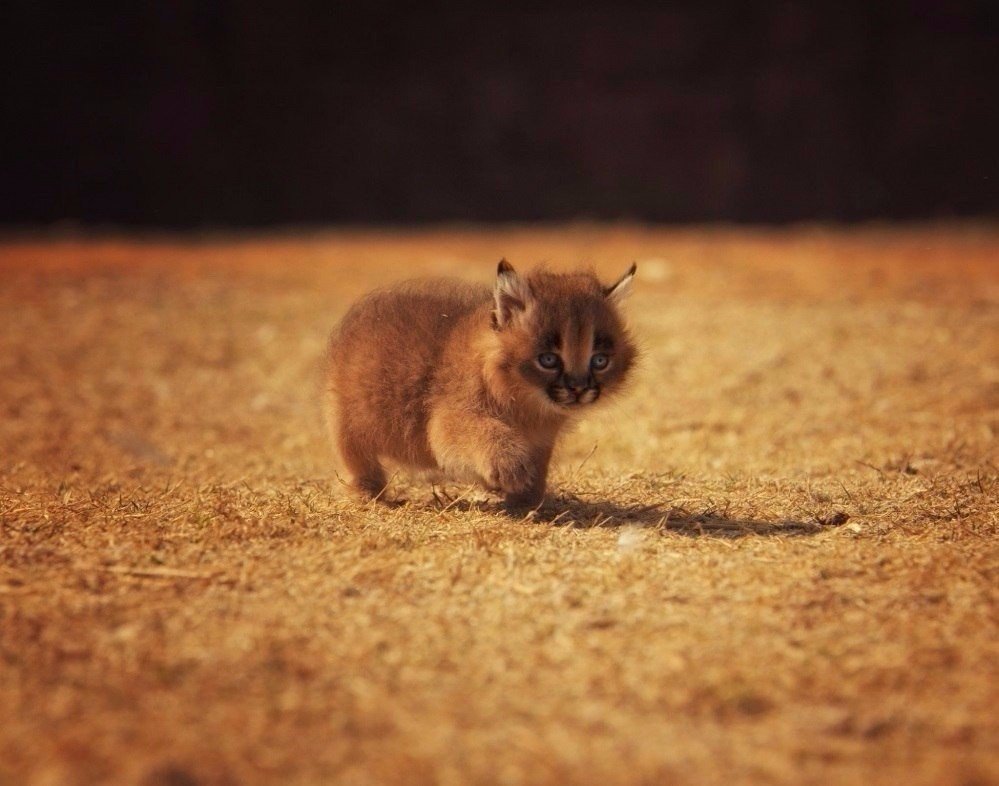 ★ MVK (@knya3e8) on Twitter photo 