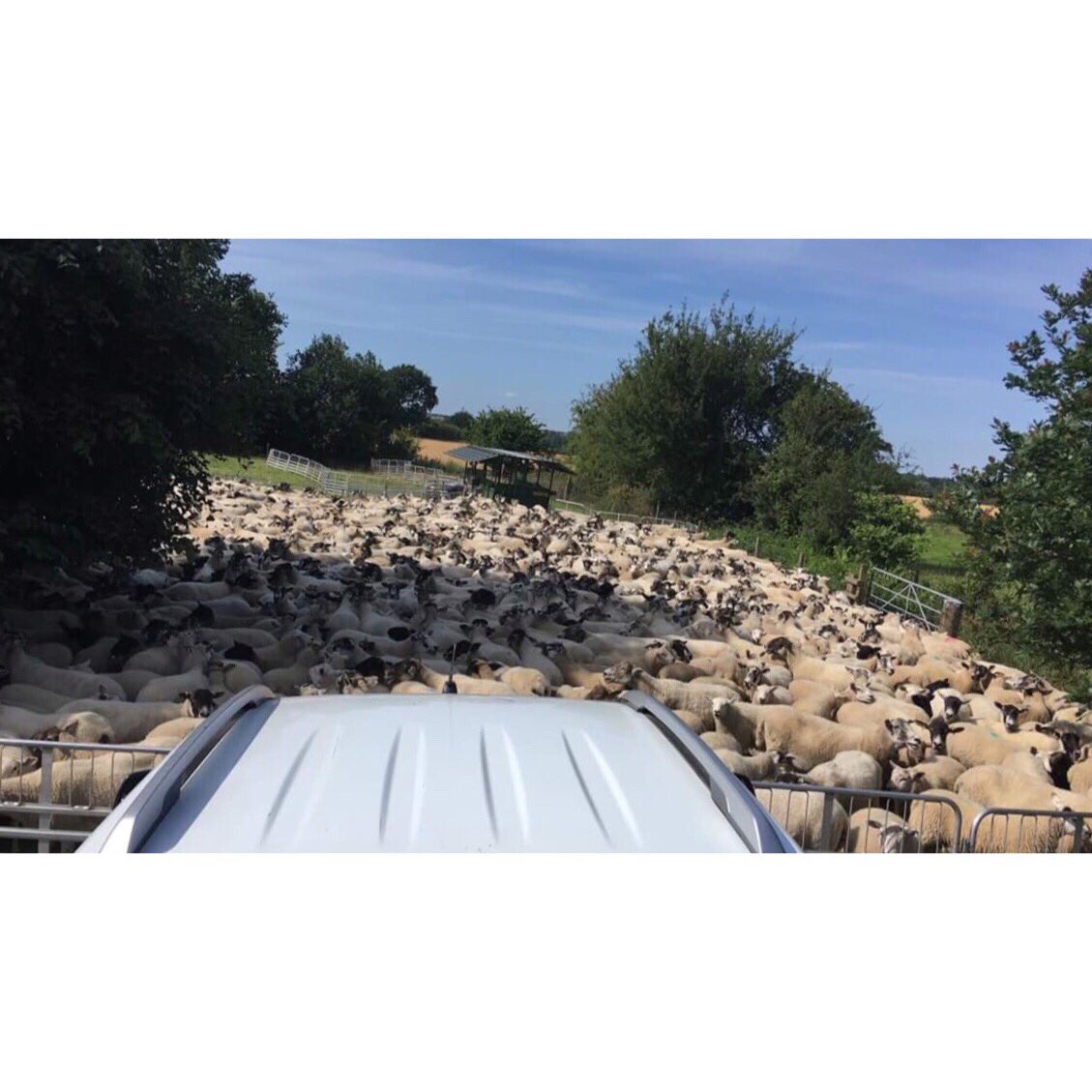 Ashby Young Farmers tweet media