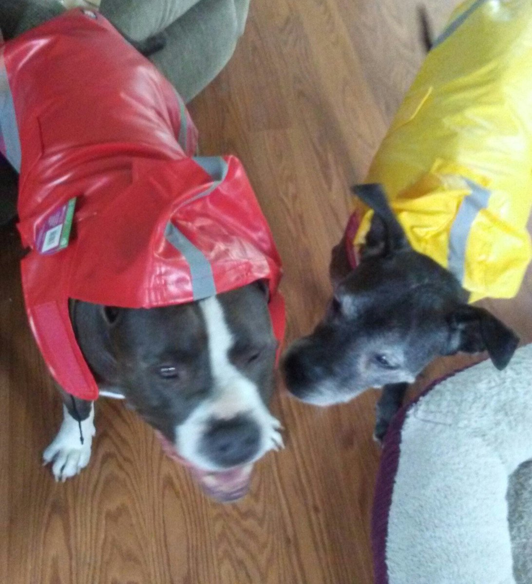 libtusks's tweet photo. @Chewy raincoats. #adoptdontshop #seniordogs #grayfaces #raincoats #pitbulls #pets #dogsoftwitter https://t.co/DVp9e4pYo1