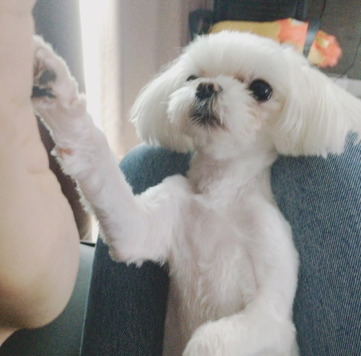 jjaeholic's tweet photo. Çak bir pati. ㅋㅋㅋㅋㅋㅋㅋㅋㅋㅋㅋㅋㅋ https://t.co/7oon4HzG14