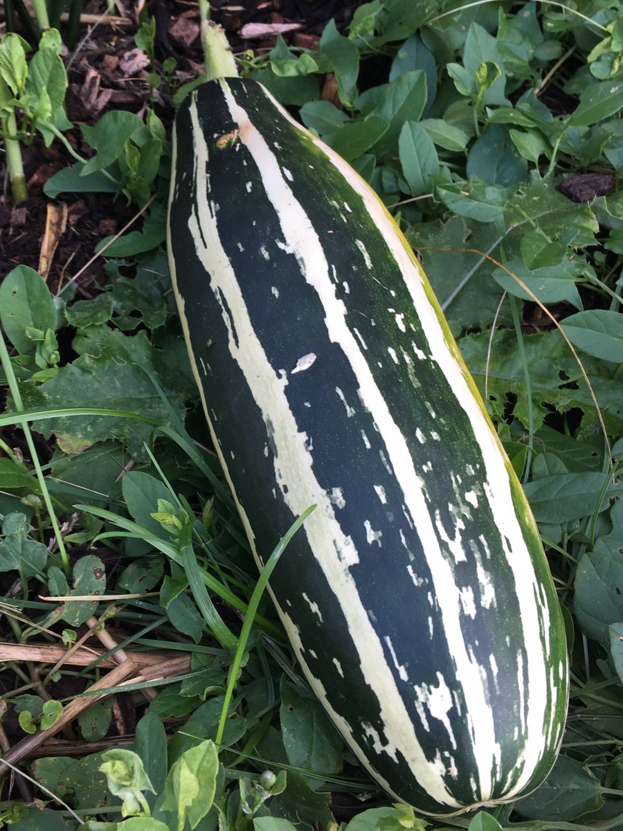 YRFoodNetwork's tweet photo. There's lots "growing" on at our #LondonandMain #CommunityGarden! We found some striped zucchini, harvested garlic, &amp; visited the bee hotel! https://t.co/1efhbNpVfv