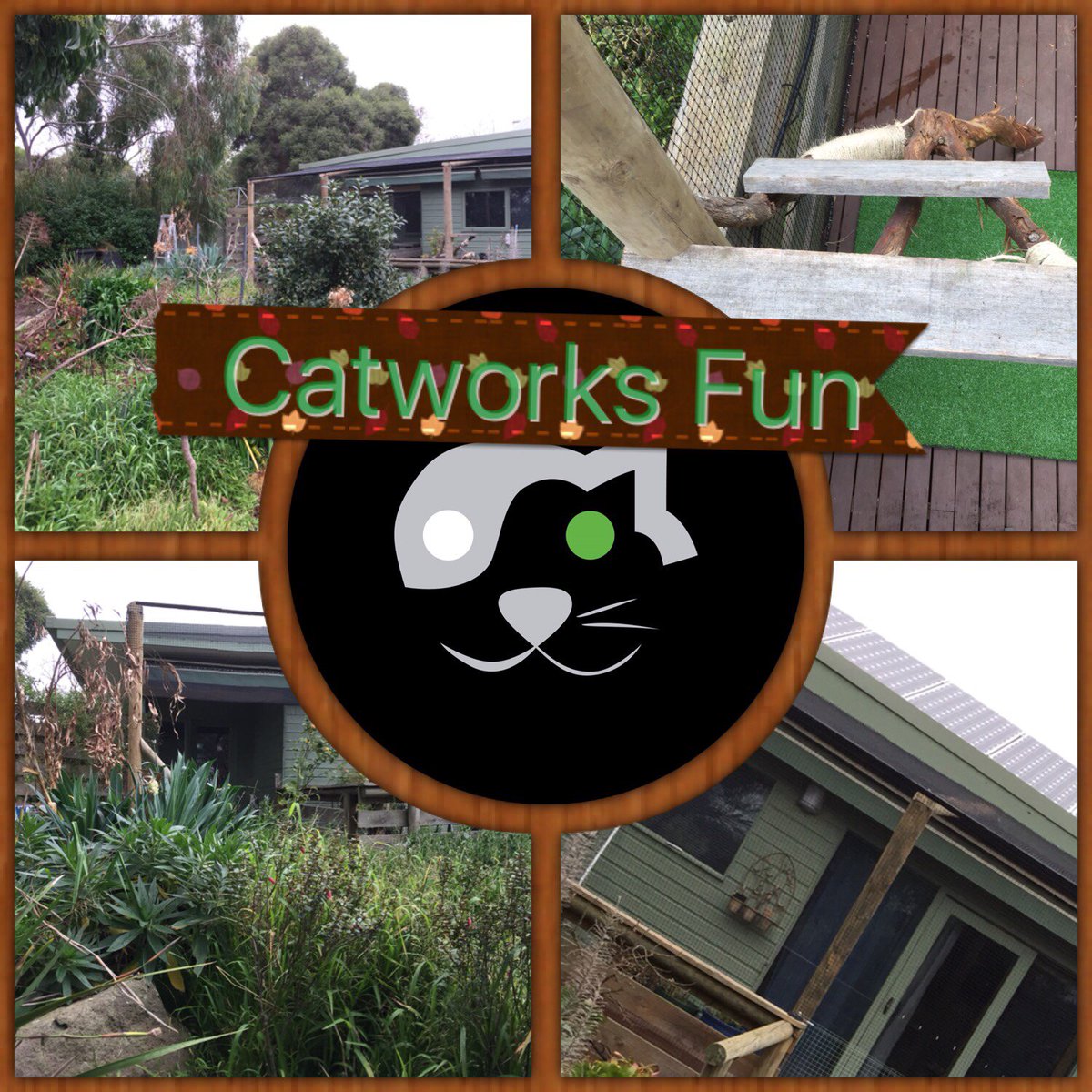 Catworks (@CatworksPets) / Posts / X