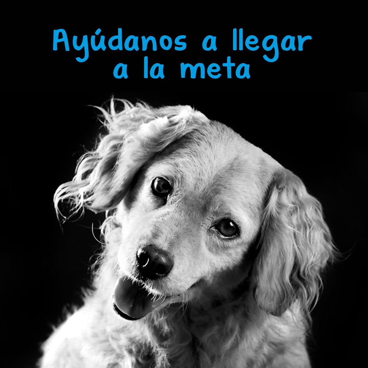 Quiltreria's tweet photo. Familia #Quiltrera hoy más que nunca necesitamos su ayuda! Cada granito de arena cuenta #AperremosJuntos 🐱 🏠 🐶 https://t.co/GjixmgHaI7