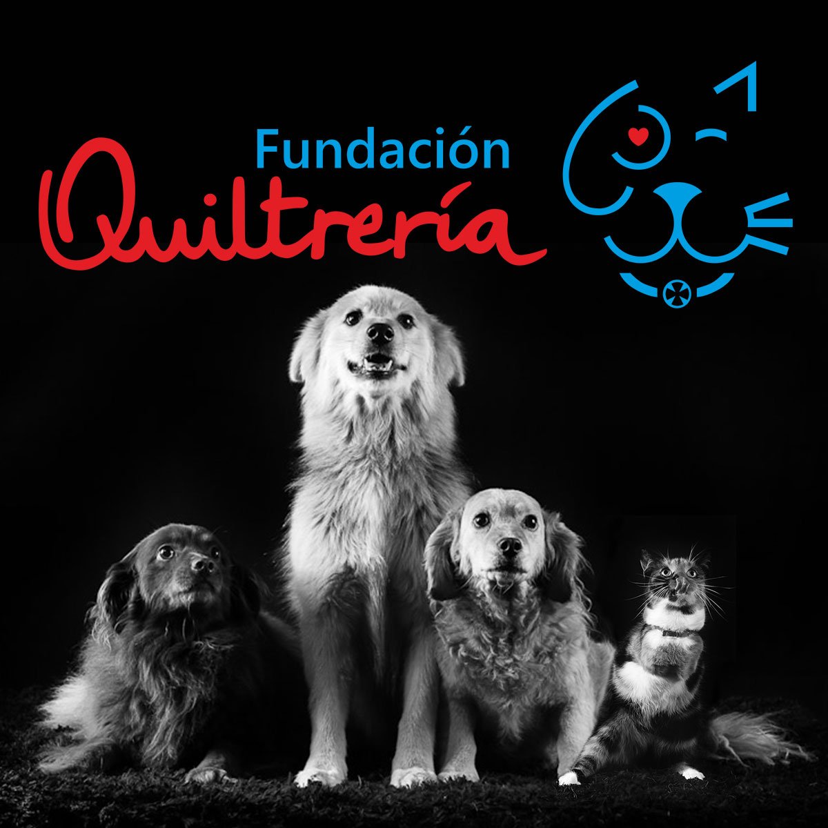 Quiltreria's tweet photo. Familia #Quiltrera hoy más que nunca necesitamos su ayuda! Cada granito de arena cuenta #AperremosJuntos 🐱 🏠 🐶 https://t.co/GjixmgHaI7