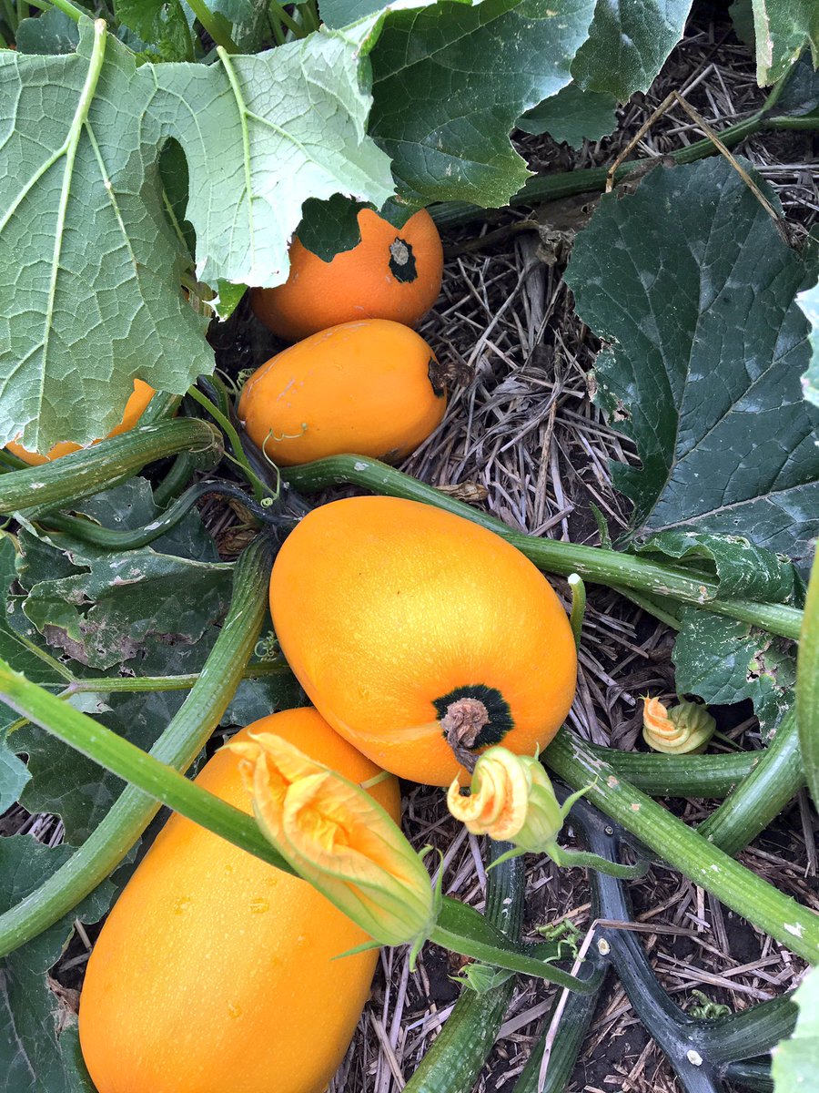 caseadilladilla's tweet photo. Community garden at the @MonsantoWaterLC lots of melons and gourds are well on their way! #communitygarden #SeminisSeed https://t.co/ZJTcJQO6xf