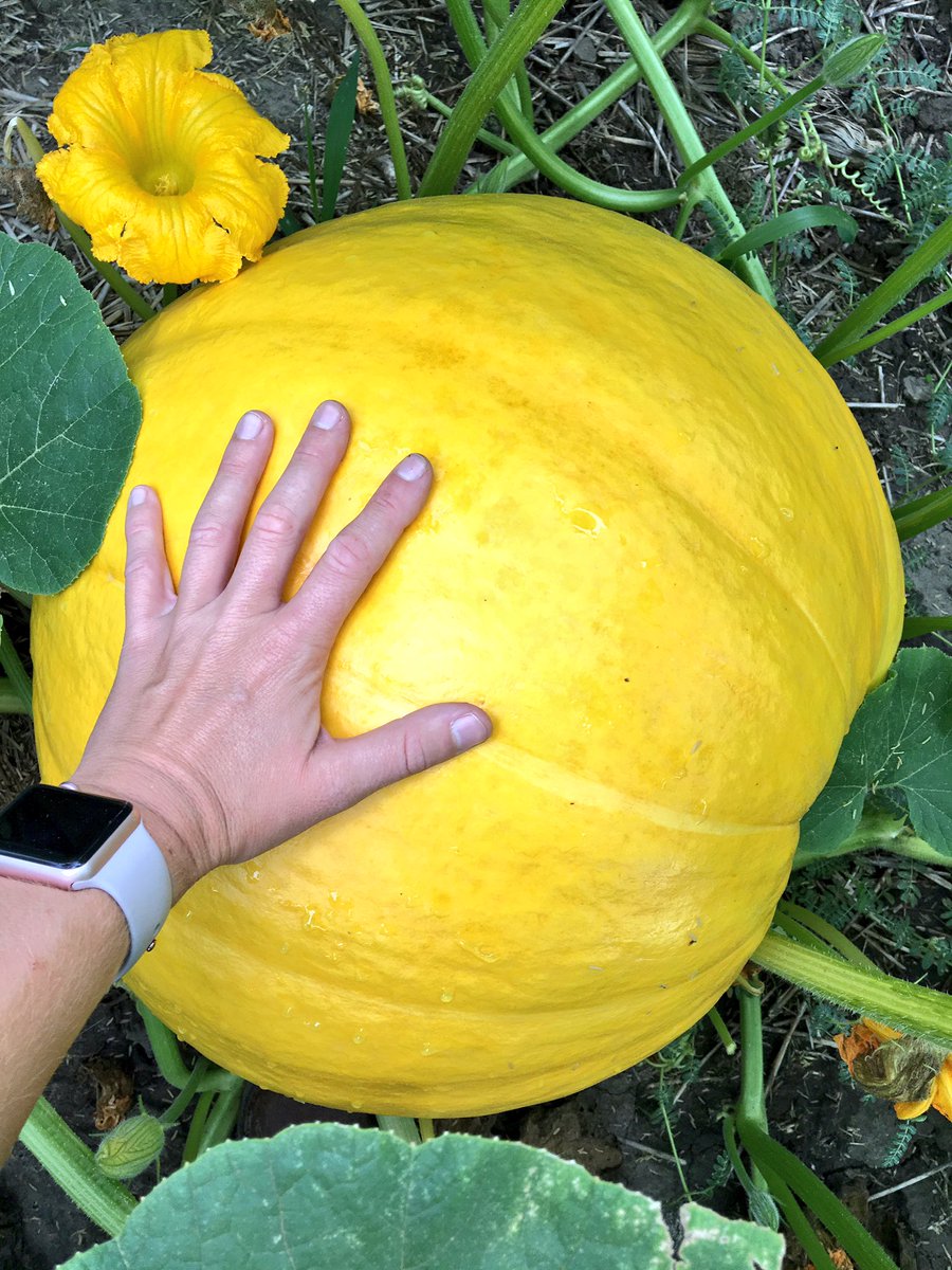 caseadilladilla's tweet photo. Community garden at the @MonsantoWaterLC lots of melons and gourds are well on their way! #communitygarden #SeminisSeed https://t.co/ZJTcJQO6xf