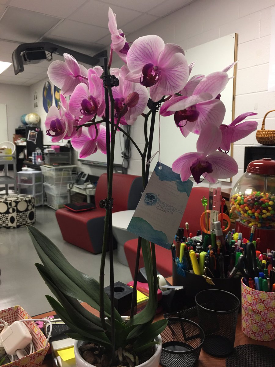 DanaeBoyd's tweet photo. Thank you @Paige_NTH &amp; @lisa_patton18 for the new classroom gift, beautiful orchid. 🤗 It is the perfect touch for room 101 @NewTechCoppell https://t.co/NOqO6wbJGK