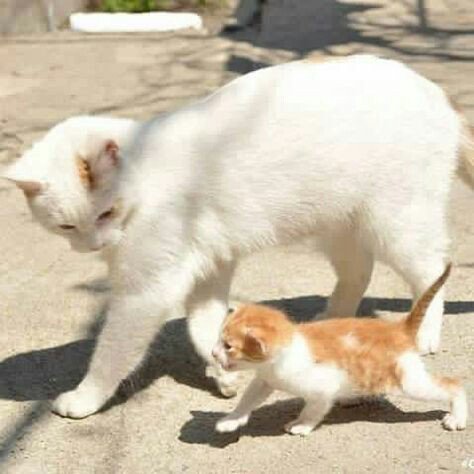 bullbarg's tweet photo. @MarionSpekker 
😸😸🐈🐈🐈❤❤ https://t.co/NZ5ackgCCm