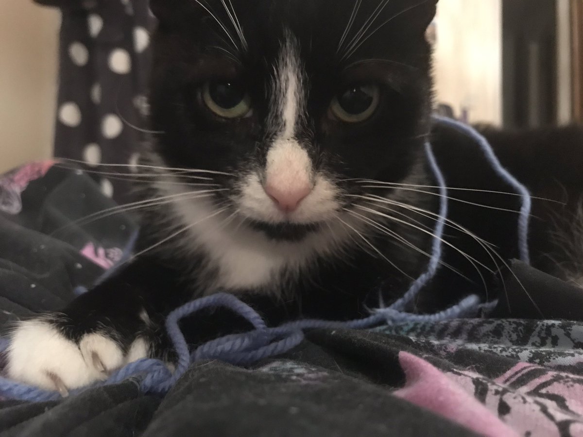 catrescueboys's tweet image. I love string to play with (under supervision of course) #CatsOfTwitter #Cat #fivcat