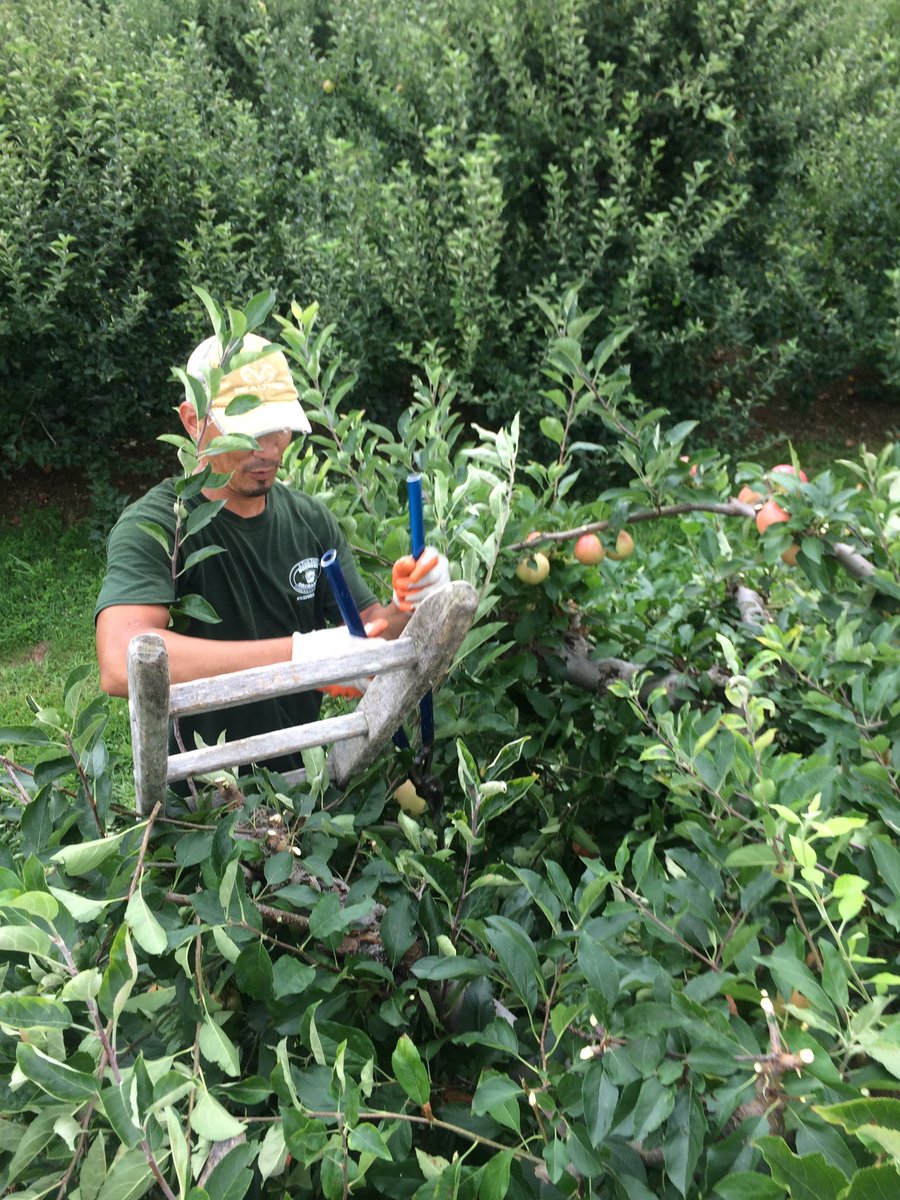 Pruning gala trees to try and get those apples nice and red for you! #pafarming #PAapples