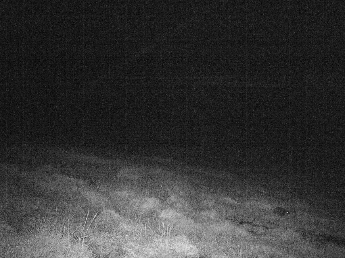 YAARP_Orkney's tweet photo. YAARP #timelapse camera 1 (2-10 Aug 2017) . Video @ https://t.co/yL3wk3IUSs . From Peerie Hill #Yesnaby #landscape #Orkney @UHIArchaeology https://t.co/27UDpiXTcO