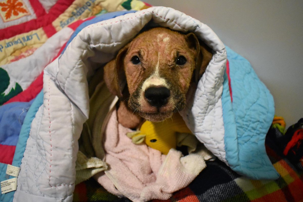 Little Leland is brightening up a little more every day! He loved his first medicated bath!
