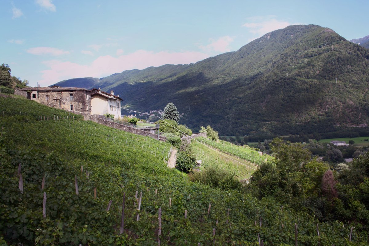ViniBalgera's tweet photo. @pietrosd @jimofayr @PBMMW @JMiquelWine @winewankers @MacCocktail @Fiery01Red @thewinetattoo @JohnMFodera @jules_mahon @frankstero @DemiCassiani @muladhara Thanks!! These are the vineyards where Valgella Riserva came from. https://t.co/xF4wGD5QyV
