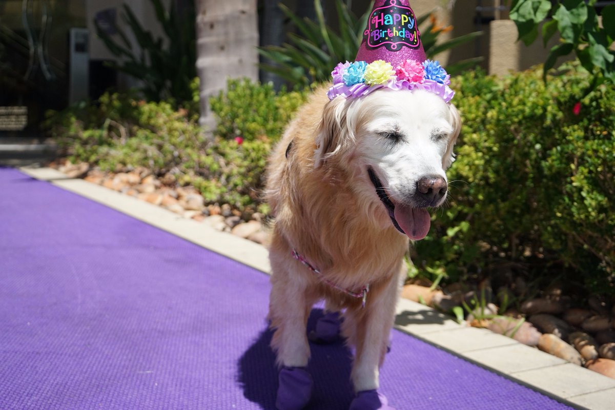 #ThrowbackThursday Angel SUGAR's 15th Barkday celebration ... enjoyed walking on the purple carpet. Happy 16th Barkday #rainbowbridgedog