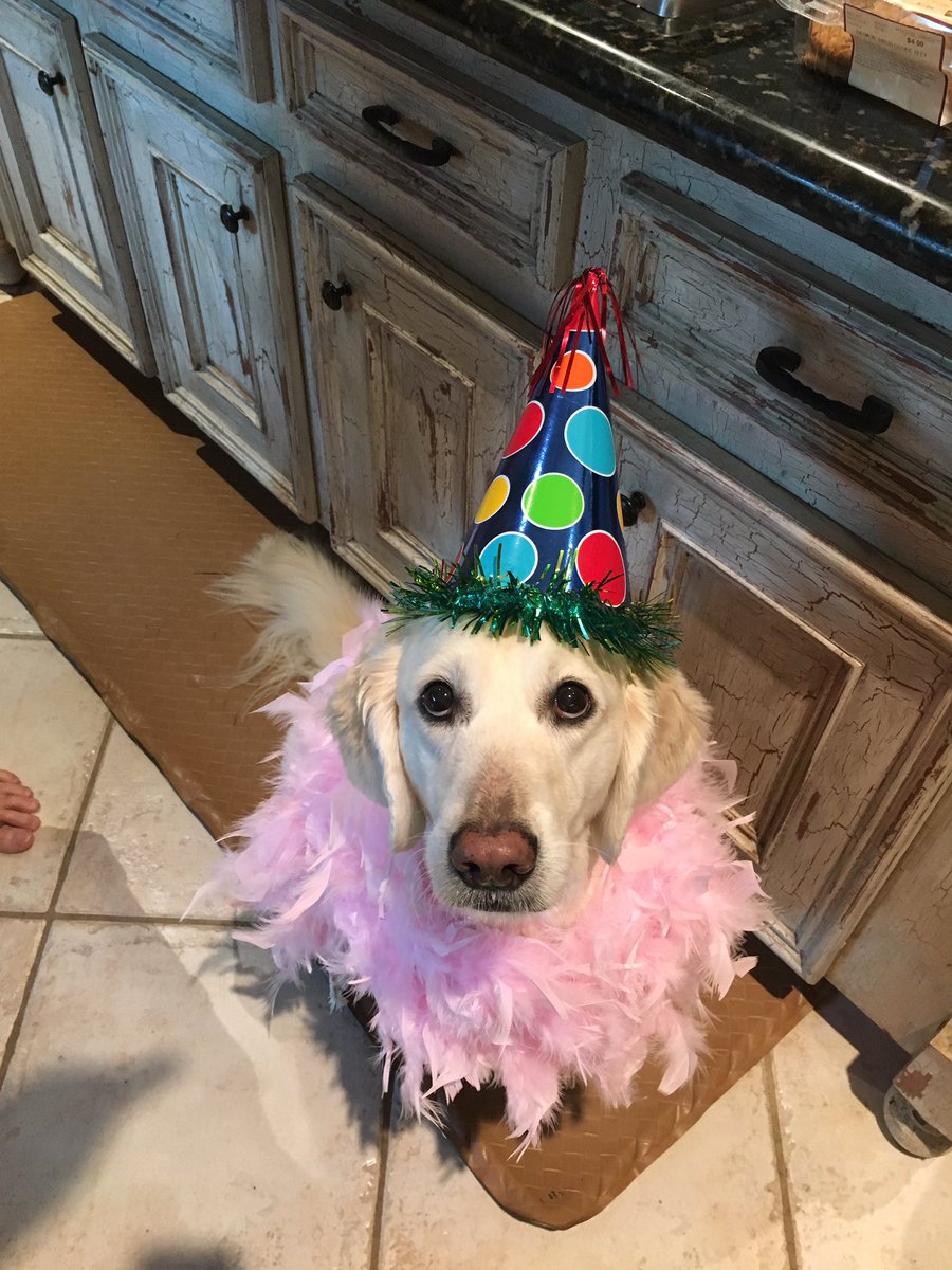 Happy birthday to my sweet girl Lucy who turns 7 today! Aunti loves you so much! <a href="/joeykramer/">Joey Kramer</a>  <a href="/MrsKramedog/">Linda</a> #thoseeyes